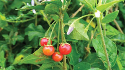 Viêm gan - Hiểu biết để tránh hệ lụy