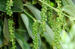 Giá tiêu hôm nay 19/7: Tiếp tục chuỗi ngày đi ngang