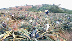 Huyện Krông Bông: Hơn 1 tỷ đồng thực hiện chuyển đổi cơ cấu cây trồng vật nuôi