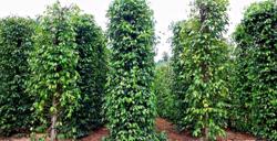 Giá hồ tiêu có thể đạt 90 ngàn đồng/kg vào cuối năm