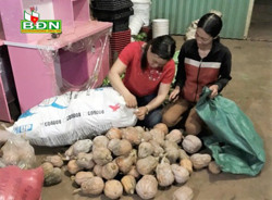 Xã Trường Xuân ủng hộ 2 tấn nông sản gửi tặng người dân TP. Hồ Chí Minh