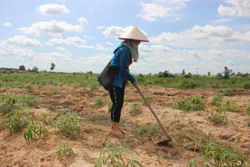 Hạn... giữa mùa mưa