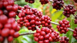 Giá cà phê hôm nay 22/7: Trong nước tăng thêm 400 đồng/kg
