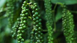 Giá tiêu hôm nay 22/7: Trong nước điều chỉnh nhẹ