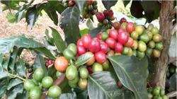 Giá cà phê hôm nay 24/7: Trong nước giảm 800 đồng/kg
