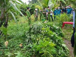 Huyện Krông Bông: Bắt quả tang đối tượng trồng và tàng trữ trái phép cần sa