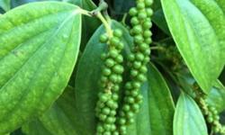 Giá tiêu hôm nay 28/7: Đồng loạt đi ngang