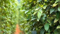 Giá tiêu hôm nay 28/7: Thị trường trong nước vẫn trầm lắng