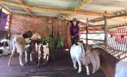 Thu nhập khá từ nuôi dê Nam Phi nhốt chuồng