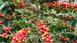 Giá cà phê hôm nay 29/7: Thị trường trong nước đi ngang