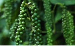 Giá tiêu hôm nay 30/7: Tiêu Ấn Độ quay đầu tăng