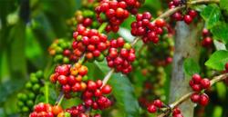 Giá cà phê hôm nay 31/7: Tiếp tục giảm mạnh 900 đồng/kg