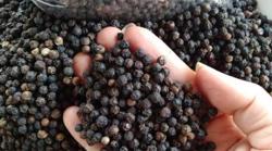 Giá tiêu hôm nay 31/7: Trong nước tiếp tục giữ ổn định