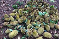 Nhiều diện tích sầu riêng, hồ tiêu bị thiệt hại do mưa đá