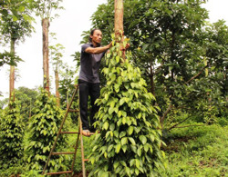 Nông dân huyện Ea H'leo đóng góp trên 1,6 tỷ đồng làm đường giao thông nông thôn