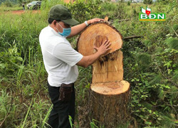 Điều tra vụ cưa trộm thông táo tợn ở Đức An