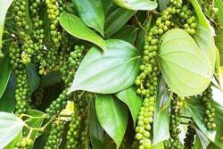 Giá tiêu hôm nay 9/7: Tiêu Ấn Độ liên tiếp tăng