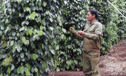 Yêu cầu kiểm tra thông tin đất dự án điện gió lấp chết cây trồng