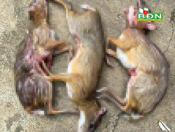 Gia tăng tình trạng buôn bán động vật rừng trái phép