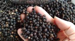 Giá tiêu hôm nay 10/8: Tiếp tục tăng thêm 1.000 đồng/kg