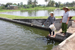 Chăn nuôi theo quy trình VietGAP: Hướng phát triển bền vững