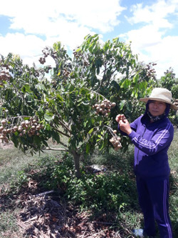 Thu nhập khá với nhãn Hương chi