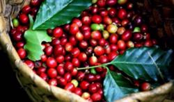 Giá cà phê hôm nay 11/8: Tăng nhẹ 600 đồng/kg