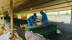 Xử lý kịp thời ổ dịch cúm gia cầm A/H5N6 ở xã Ea Na