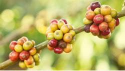 Giá cà phê hôm nay 12/8: Tiếp đà tăng thêm 100 đồng/kg