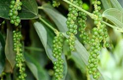 Giá tiêu hôm nay 12/8: Tiếp tục tăng 500 đồng/kg