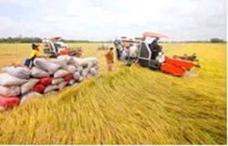 Giá lúa có xu hướng tăng nhẹ