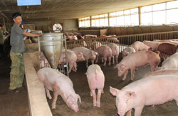 Phấn đấu tăng trưởng giá trị chăn nuôi trung bình từ 4 - 5%/năm