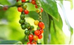 Giá tiêu hôm nay 13/8: Hồ tiêu trong nước ở mức cao