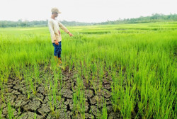 Ea Kar hạn nặng giữa mùa mưa