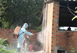 Tập trung kiểm soát chặt bệnh dịch tả heo châu Phi