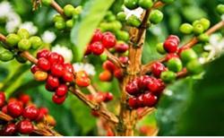 Giá cà phê hôm nay 13/8: Giảm nhẹ 100 - 200 đồng/kg