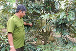 Đắk Lắk xây dựng phương án tiêu thụ sản phẩm bơ và sầu riêng