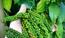 Giá tiêu hôm nay 16/8: Cao nhất ở 78.500 đồng/kg