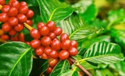 Giá cà phê hôm nay 16/8: Thị trường giảm do chứng khoán hút vốn