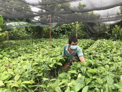 Vượt lên nghịch cảnh, làm ông chủ vườn ươm