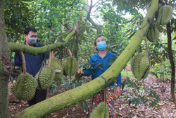 Để trái cây Đắk Lắk “sống khỏe” (kỳ 1)