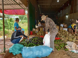 Để trái cây Đắk Lắk "sống khỏe" (kỳ 2)