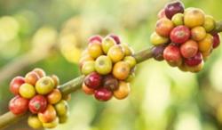 Giá cà phê hôm nay 17/8: Thị trường đồng loạt tăng