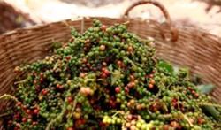 Giá tiêu hôm nay 17/8: Ảnh hưởng từ Covid-19, hồ tiêu khó tăng