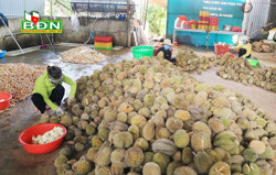 Đắk Mil thiếu nhân công chế biến sầu riêng