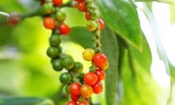 Giá tiêu hôm nay 18/8: Tăng mạnh 500 - 1.000 đồng/kg