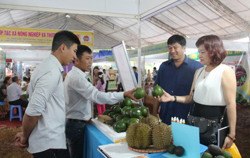 Để trái cây Đắk Lắk "sống khỏe" (kỳ 3)