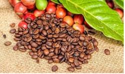 Giá cà phê hôm nay 18/8: Quay đầu giảm nhẹ
