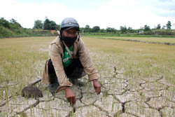 Cư Pui đối mặt với hạn hán, dịch bệnh