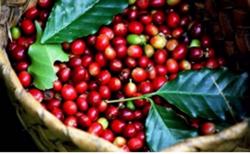 Giá cà phê hôm nay 19/8: Tăng mạnh 400 -500 đồng, vượt ngưỡng 38.000 đồng/kg